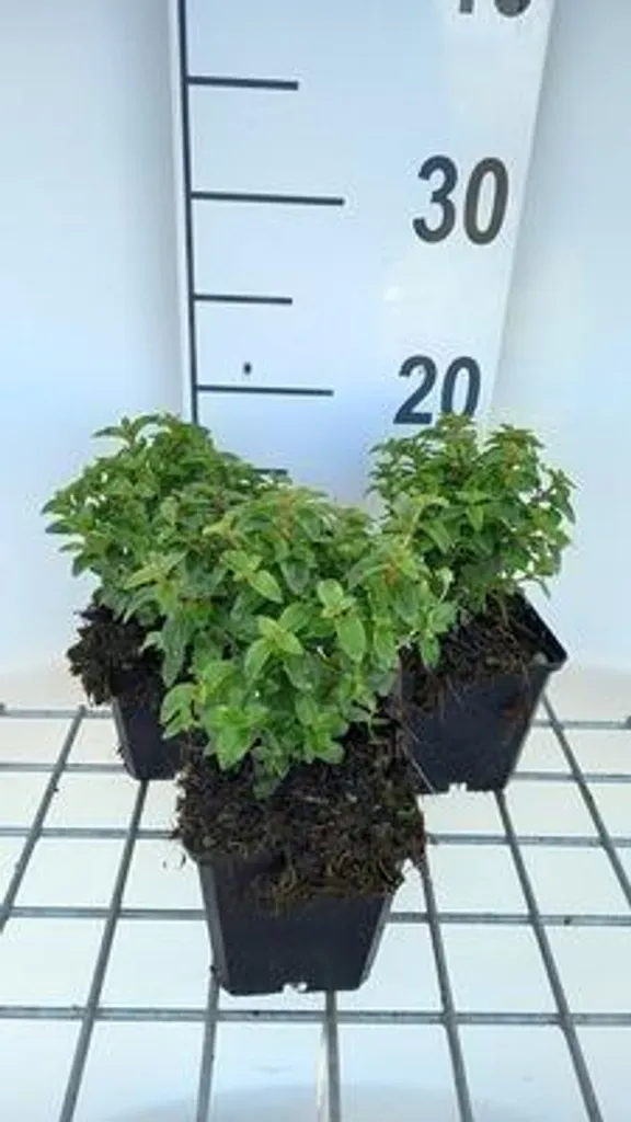 Fuchsia hybride Tom Thumb miniature - 6 fleurs rustiques en pot de 9 cm - 2