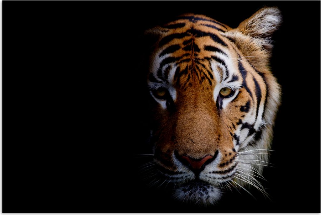 MuchoWow Poster Tiere - Tiger - Kopf 120x80 cm - Bilder