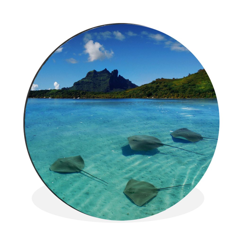 MuchoWow Aluminium Wandkreis Stachelrochen schwimmen in den Gewässern um Bora Bora Ø 30 cm Wanddeko Modern Wohnzimmer - Wand Bild - Wohnzimmer ...