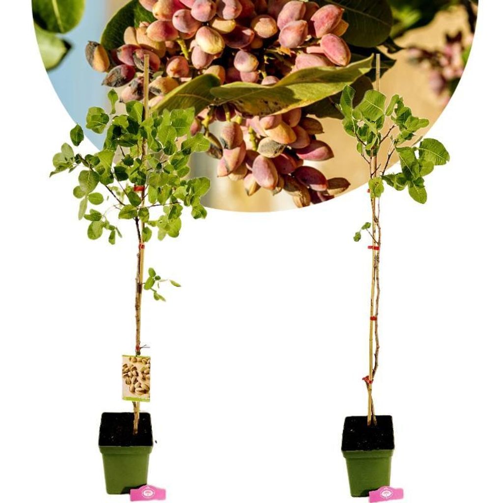 Set mit 2 Pistachia vera – männlich und weiblich – Produktbild 