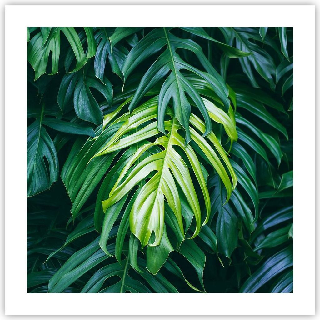 Poster - Poster ohne Rahmen - Blume Natur - 50x50 cm - Wand Bild - Wanddeko - Wandbilder - Kunstposter - Wandposter - Bilder - Kunstdruck - Wanddek...