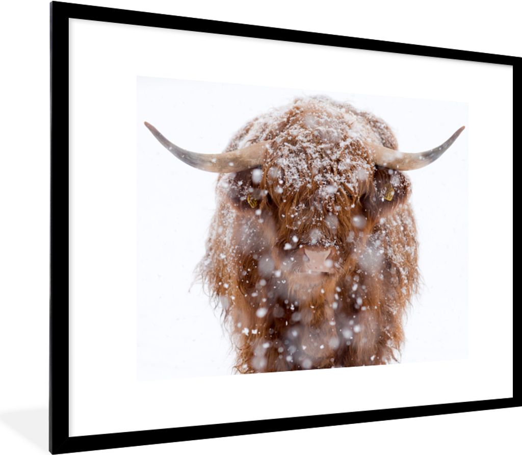 MuchoWow Gerahmtes Poster Schottischer Highlander - Hörner - Schnee 80x60 cm - Poster mit Schwarzem Bilderrahmen Wandposter Rahmen Foto Bilder -...
