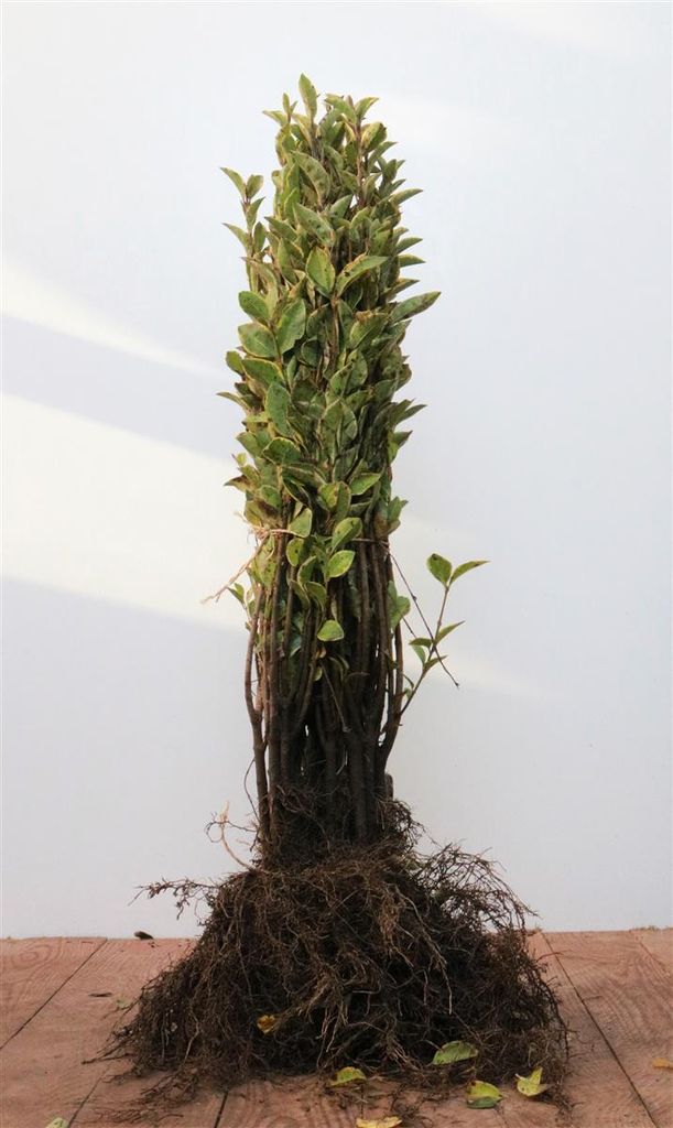 Ligustrum ovalifolium 'Aureum', Goldliguster, gelb-grün, 30–50 cm