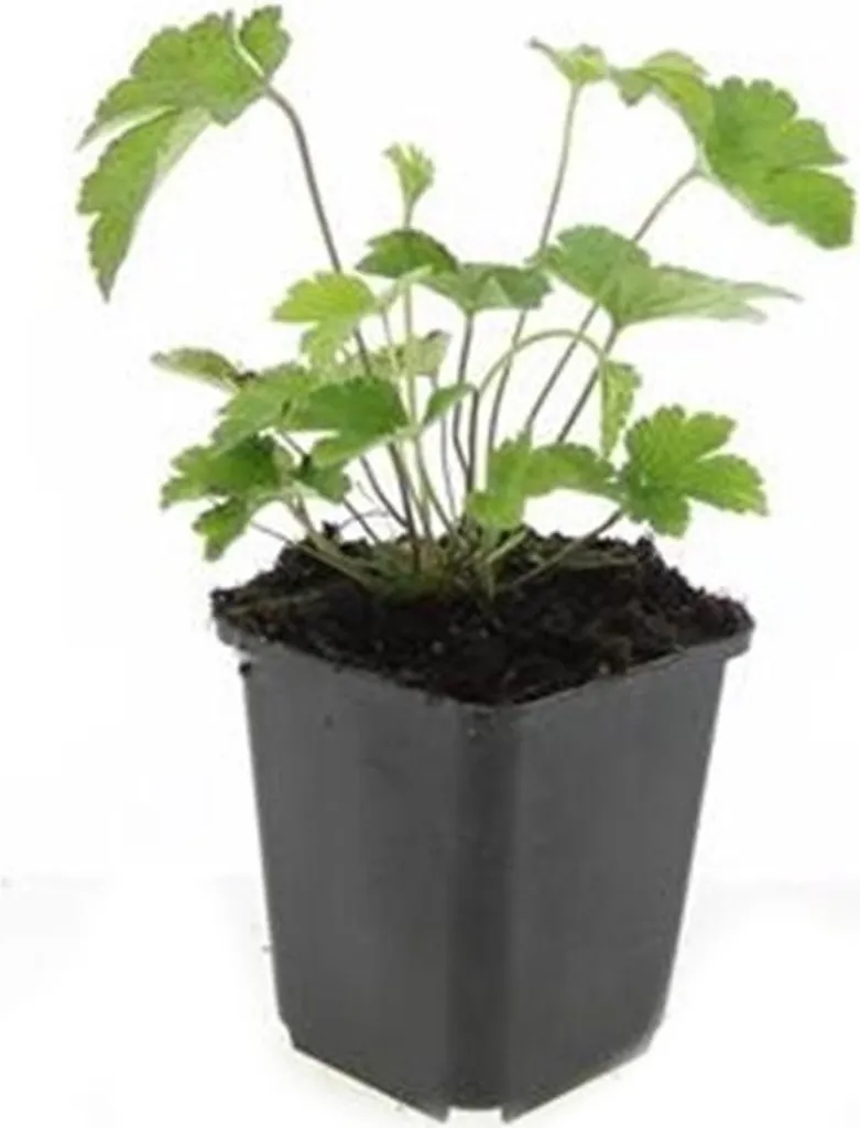 Aménager un jardin fleuri avec l'Anémone Robustissima - Set de 60 godets