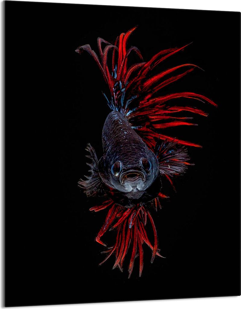 Herdabdeckplatte 40x52 Glaskeramikkochfeld Abdeckung Spritzschutz Glasplatte Deko Schneidebrett, Fische Schwarz