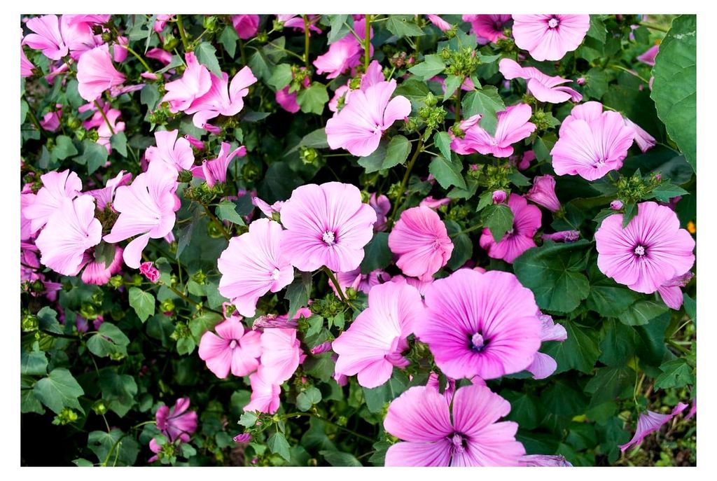 Bechermalve Lavatera trimestris für Garten und Balkon