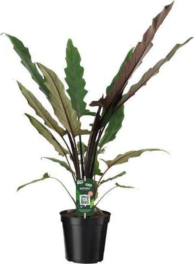 Alocasia lauterbachiana 80cm - Décoration tropicale pour salon lumineux