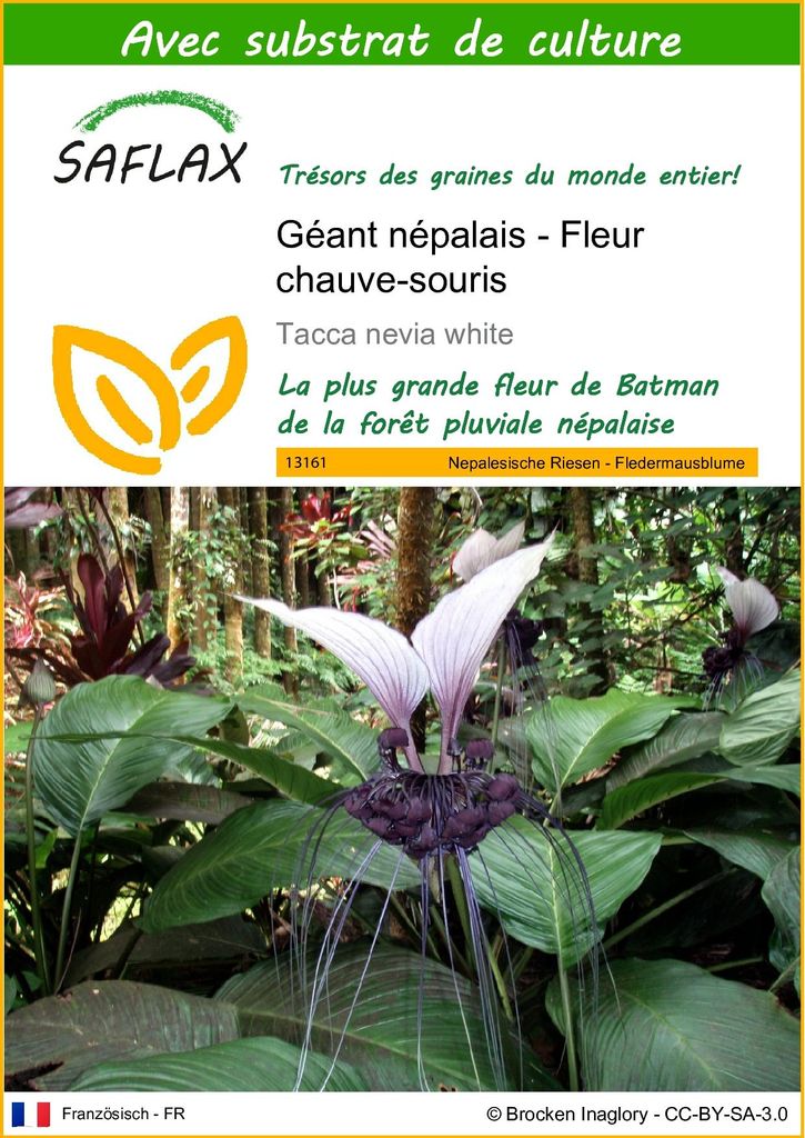 SAFLAX  - Géant népalais - Fleur chauve-souris - 10 graines Image du produit 