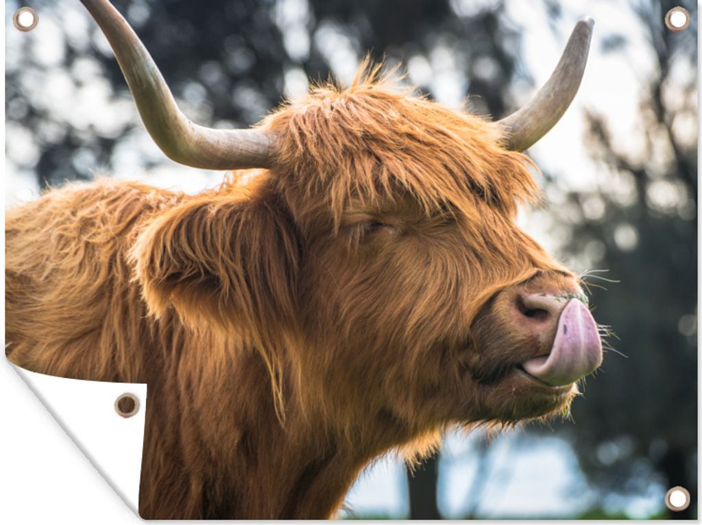 MuchoWow 80x60 cm Outdoor-Poster Gartendeko Sichtschutz Garten Poster für den Garten Schottischer Highlander - Nase - Baum