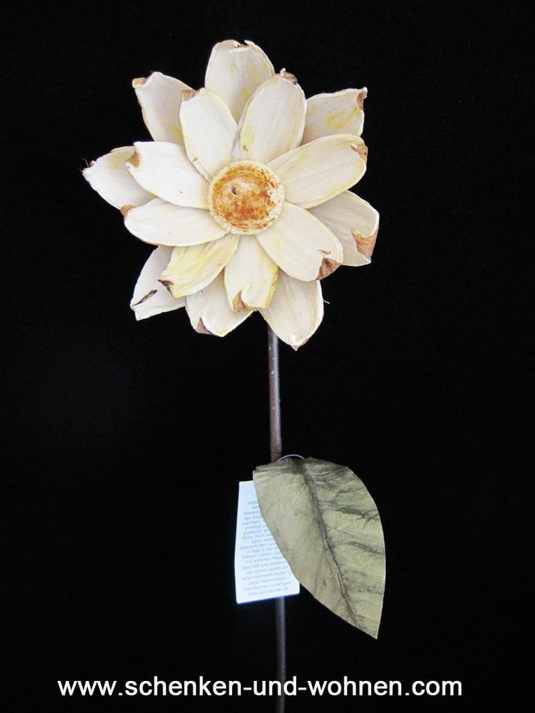 Naturblume - Solarpflanze, Sonnenblume braun ca. 60 cm lang