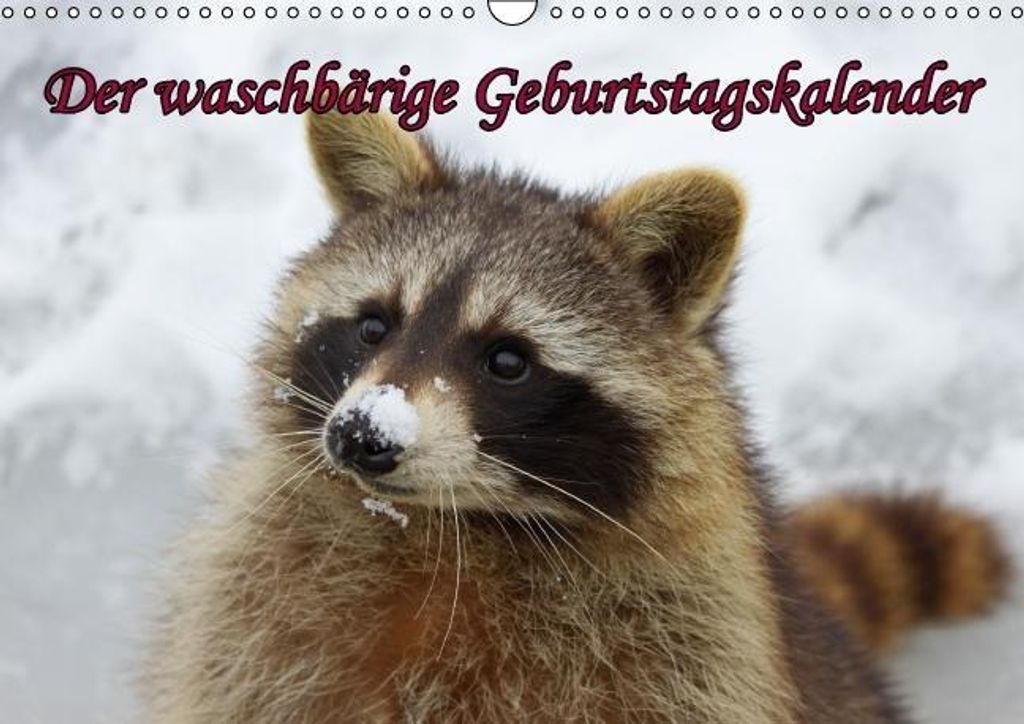 Calvendo Der waschbärige immerwährende Geburtstagskalender (Monatskalender, 14 Seiten) 978-3-660-43358-6