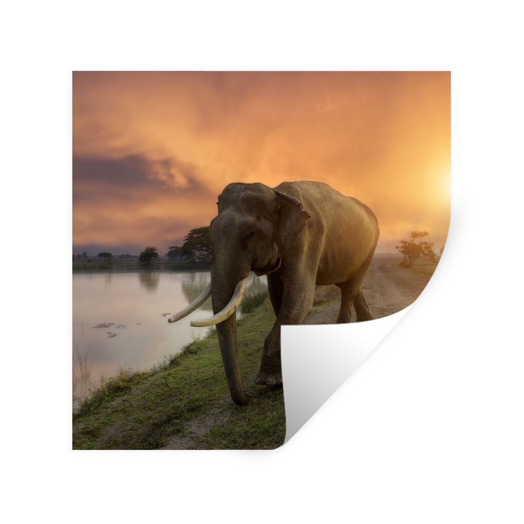 MuchoWow Wandtattoo Wandsticker Wandaufkleber Elefant - Wasser - Tiere - Sonnenuntergang - Natur 50x50 cm Selbstklebend und Repositionierbar - Se...
