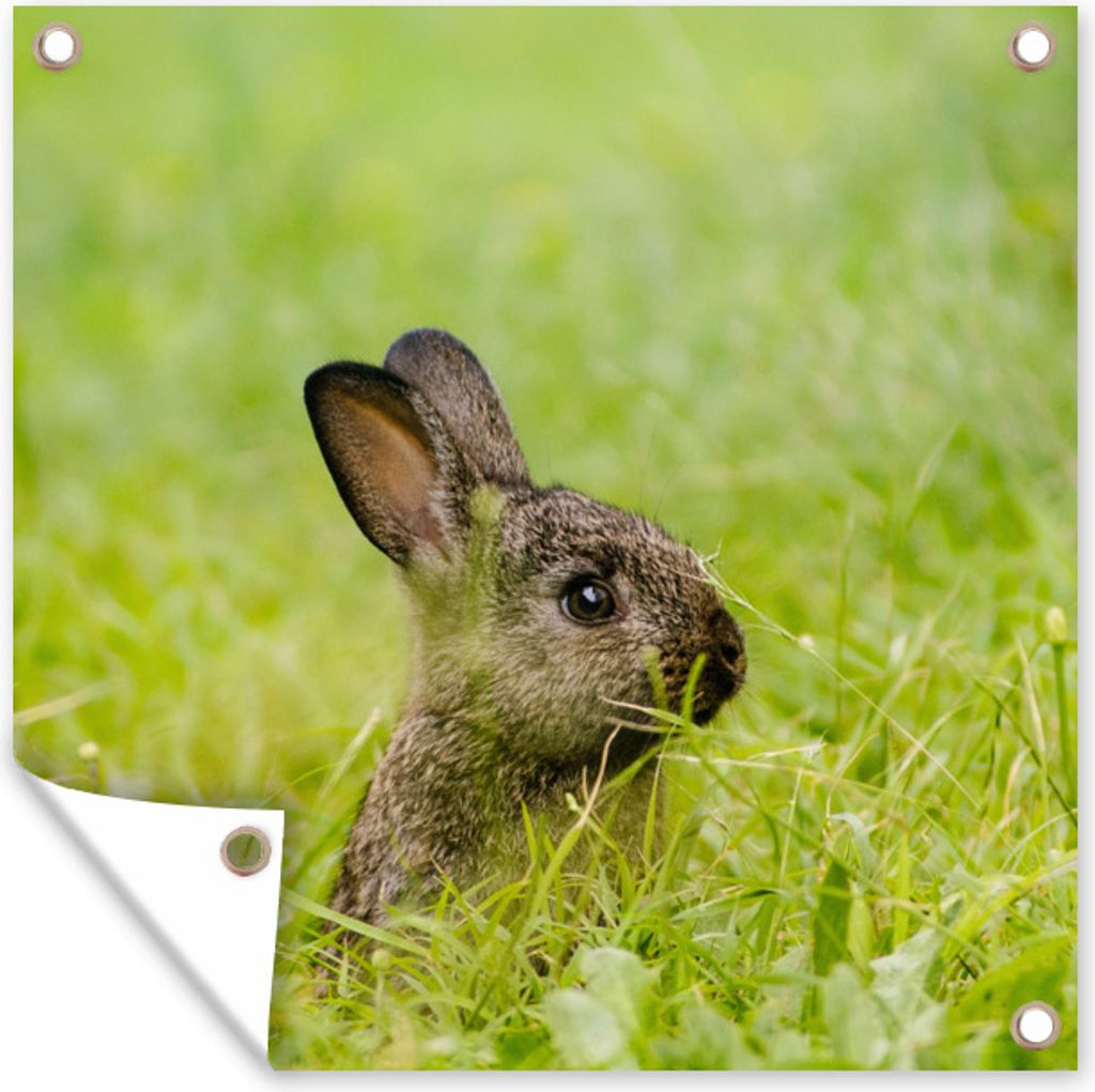 MuchoWow 100x100 cm Outdoor-Poster Gartendeko Sichtschutz Garten Poster für den Garten Kaninchen - Baby - Gras