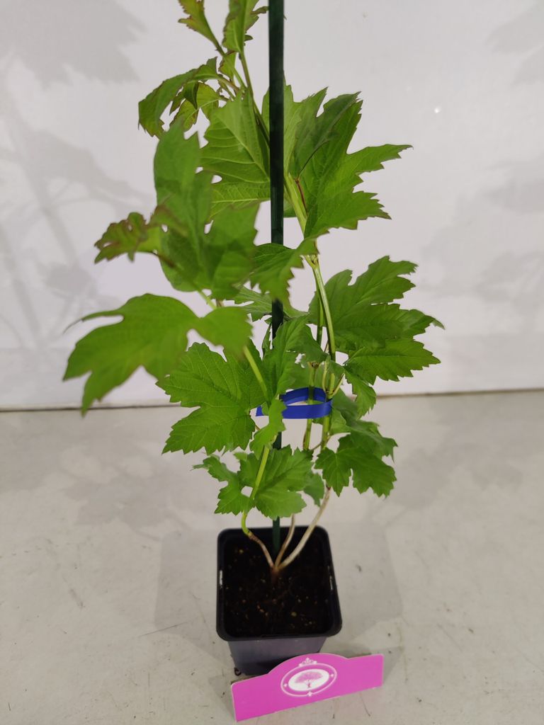 Set mit 4 Schneeballrosen – Viburnum opulus „Roseum“ – Höhe Produktbild 