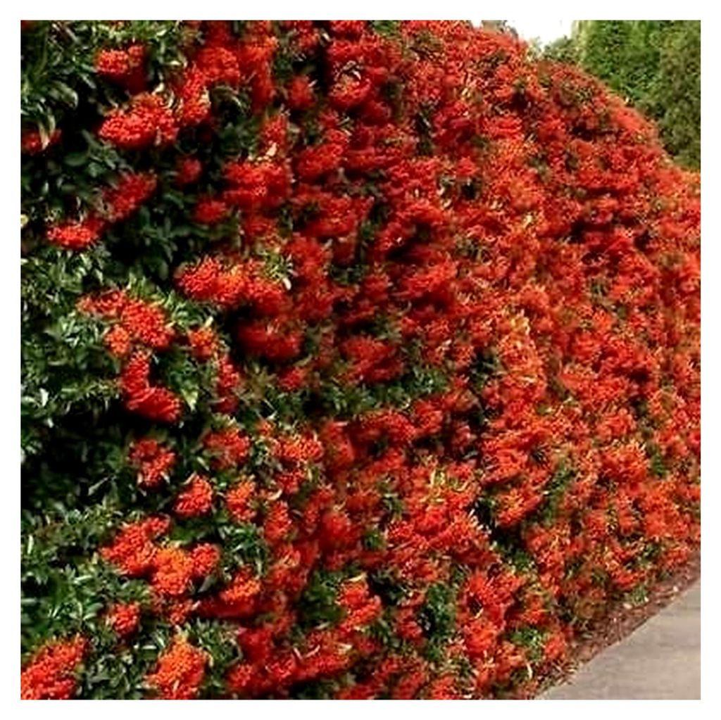 Chinesischer Feuerdorn Bush Seeds (Pyracantha fortuneana) 30 + Seeds