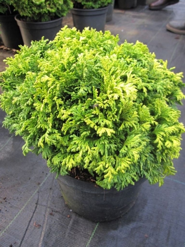 Chamaecyparis pisifera 'Nana' - Zwerg-Sawara Scheinzypresse Produktbild 