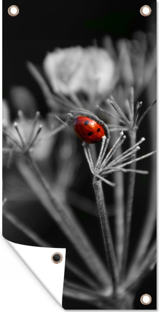 MuchoWow 40x80 cm Outdoor-Poster Gartendeko Sichtschutz Garten Poster für den Garten Schwarz-Weiß-Foto eines roten Marienkäfers auf einer Pflanze