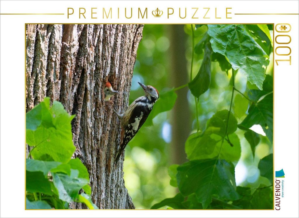 CALVENDO Puzzle Mittelspecht | 1000 Teile Lege-Größe 64x48cm Foto-Puzzle für glückliche Stunden