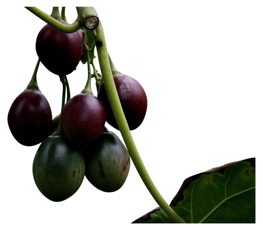 Tamarillo (Tropischer Tomatenbaum) 10 Korn