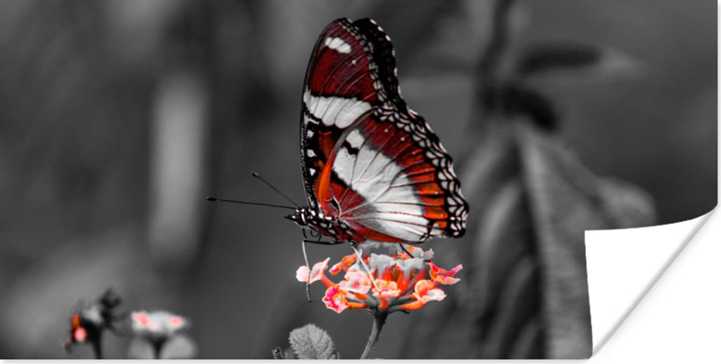 MuchoWow Poster Schmetterling - Tiere - Blumen - Schwarz und weiß - Orange 80x40 cm - Wanddeko