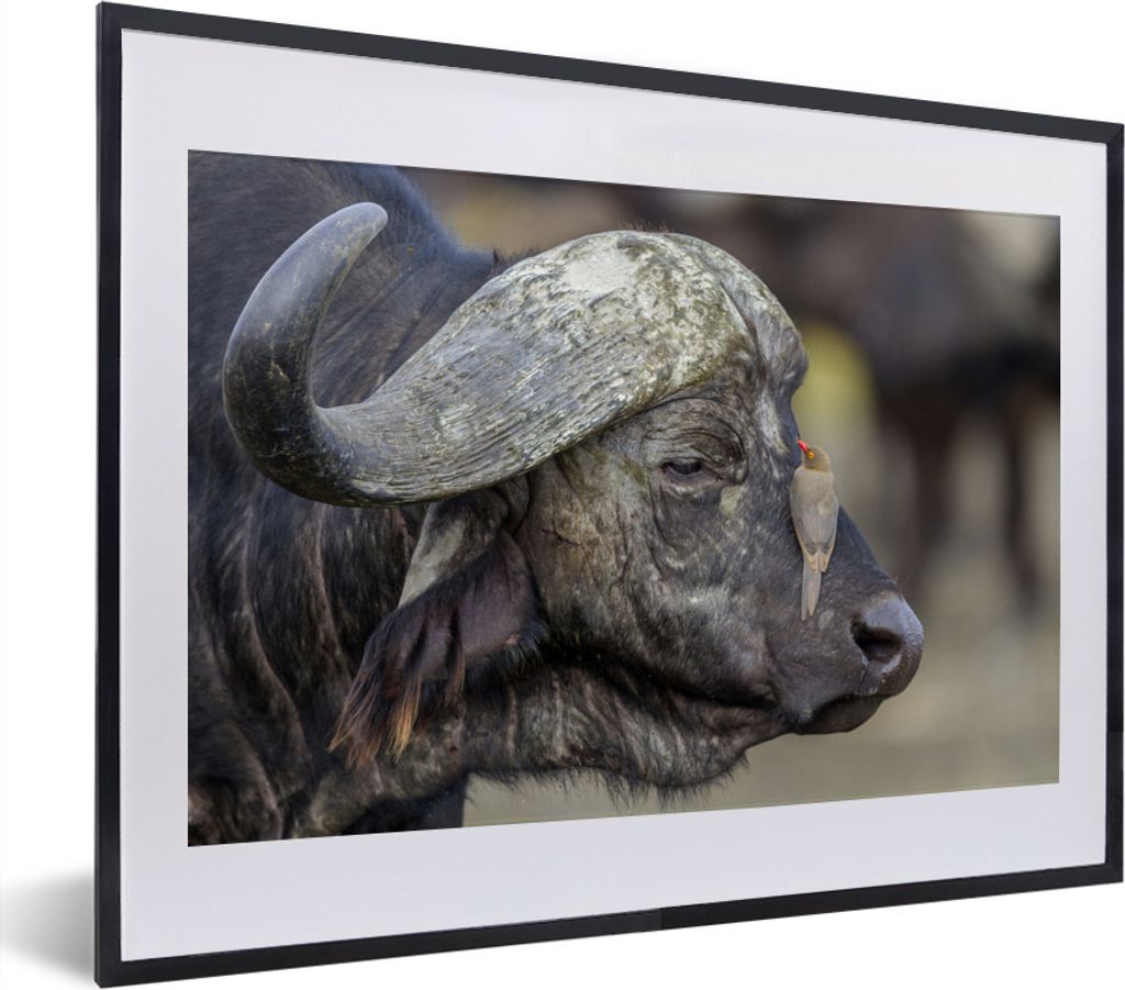MuchoWow MuchoWow Gerahmtes Poster Büffel - Vogel - Tiere 40x30 cm - Poster mit zchwarzem Bilderrahmen - Bilderrahmen - Poster im Rahmen