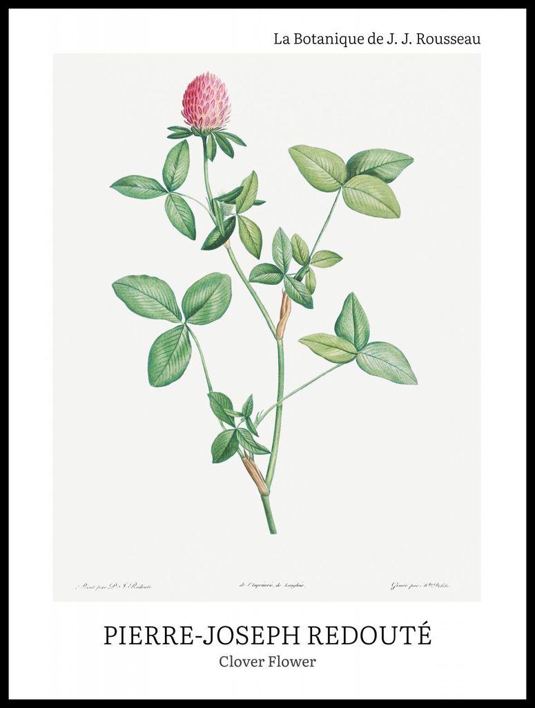Poster 60x80cm Design Klee Blume, Redoute Vintage für das Wohnzimmer