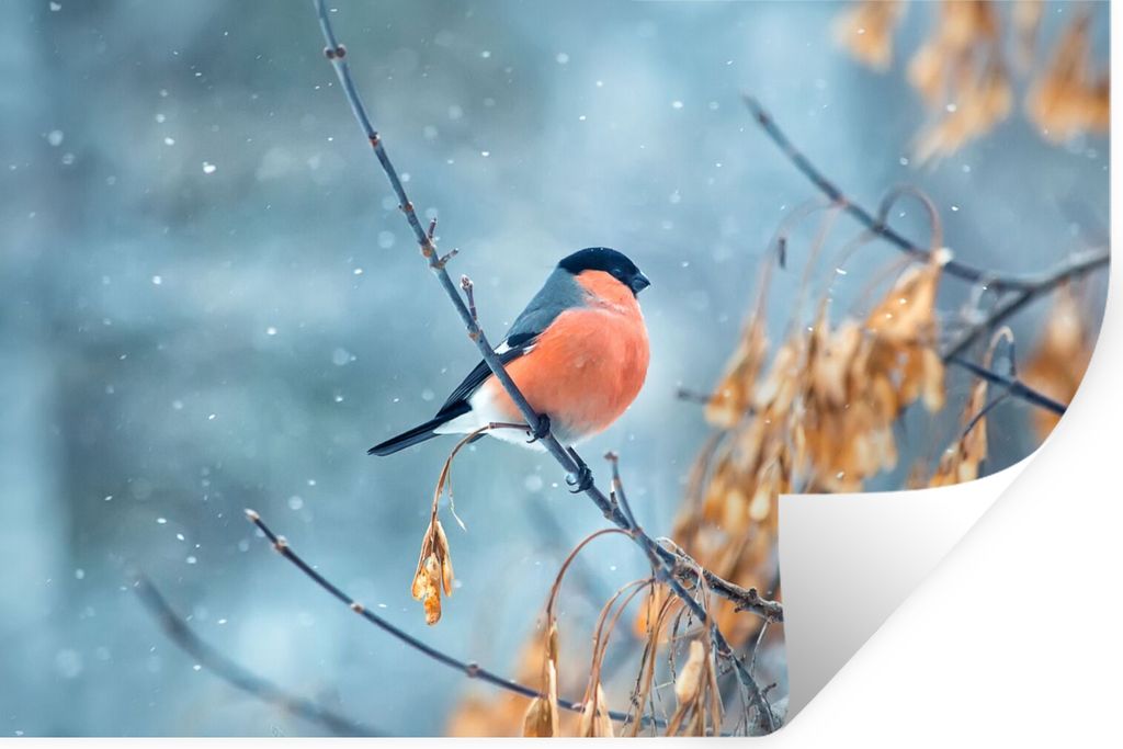 MuchoWow Wandtattoo Wandsticker Wandaufkleber Rotkehlchen - Vogel - Schnee - Herbstliche Blätter 60x40 cm Selbstklebend und Repositionierbar - W...