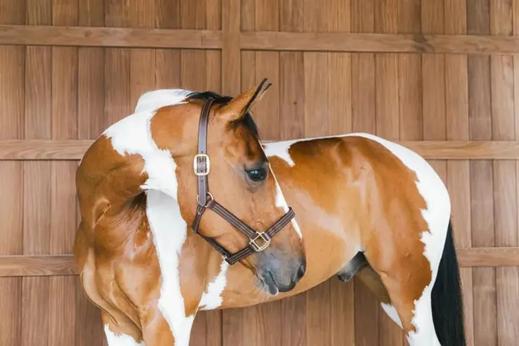 Cavezza EQUESTRO imbottita, doppia regolazione, con longhina