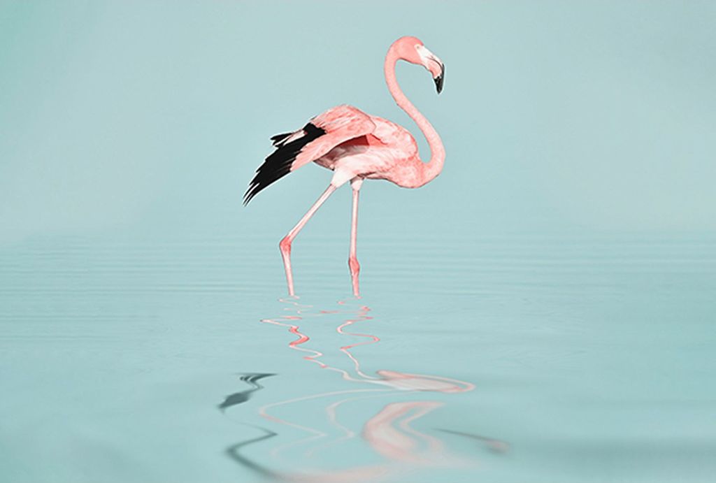 Tadessi Fototapete | Flamingo | 4.00 m x 2.70 m | Rosa | Blau | Wandbild | Digitaldruck
