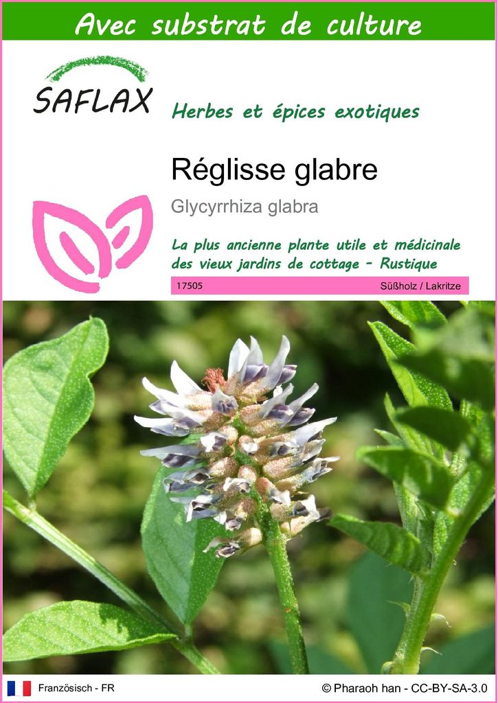 SAFLAX  - Réglisse glabre - 30 graines - Avec substrat - Image du produit 