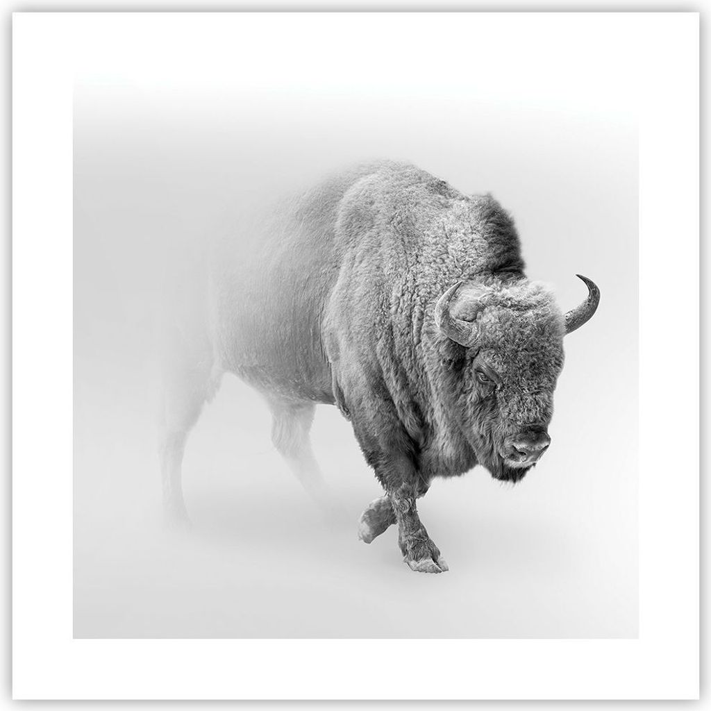 Poster - Poster ohne Rahmen - Wisent Schwarzweiß Licht - 40x40 cm - Wand Bild - Wanddeko - Wandbilder - Kunstposter - Wandposter - Bilder - Kunstd...
