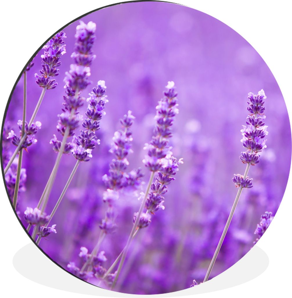 MuchoWow Aluminium Wandkreis Lavendel - Nahaufnahme - Blumen - Lila Ø 30 cm Wanddeko Modern Wohnzimmer - Wand Bild - Wohnzimmer - Runde Bilder -...