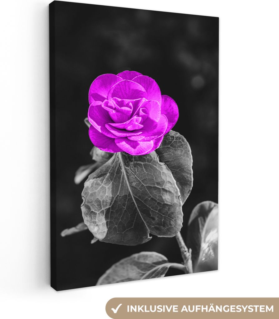 OneMillionCanvasses - Leinwandbilder - 90x140 cm, Blumen - Rose - Lila - Schwarz - Weiß, Wandbilder Kunstdruck Wanddekoration - Wandschmucke - S...