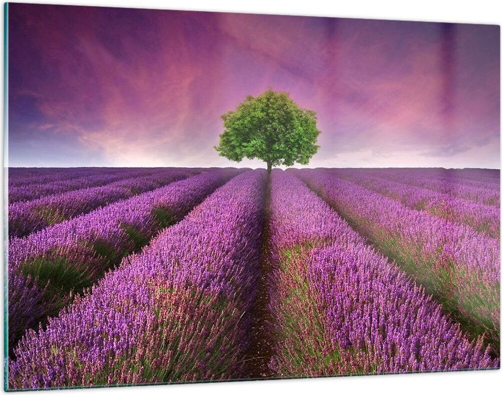 Bilder auf glas - Wiese lavenda Sommer Landschaft - Produktbild 