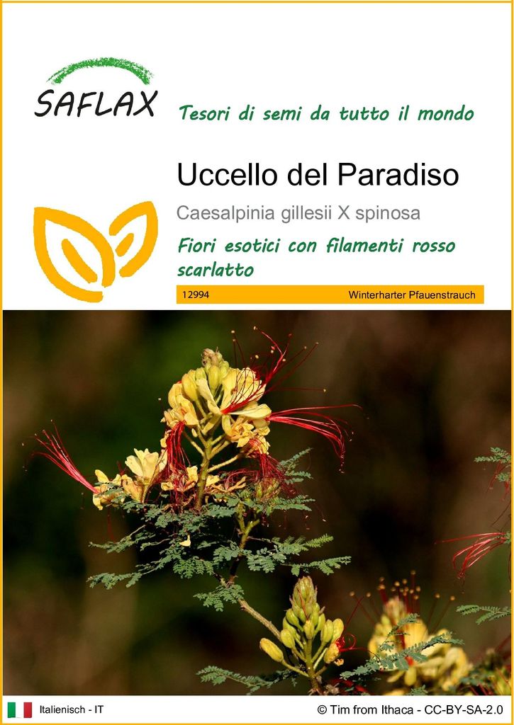 SAFLAX  - Uccello del Paradiso - 10 semi - Caesalpinia Immagine del prodotto 