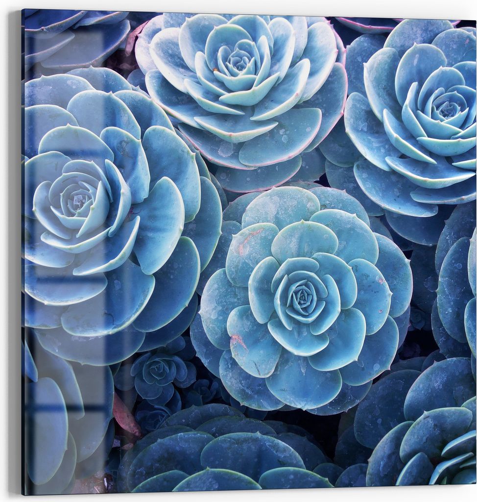 DEQORI Magnettafel Glas 30x30 cm 'Blaue Sukkulentenpracht' beschreibbar Whiteboard Küche