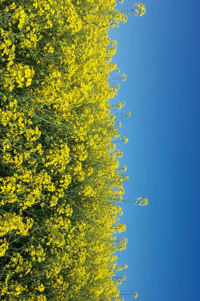 Blumen Kunstdruck Bild - Goldenes Rapsfeld Vor Tiefblauem Himmel (120 x 180 cm)