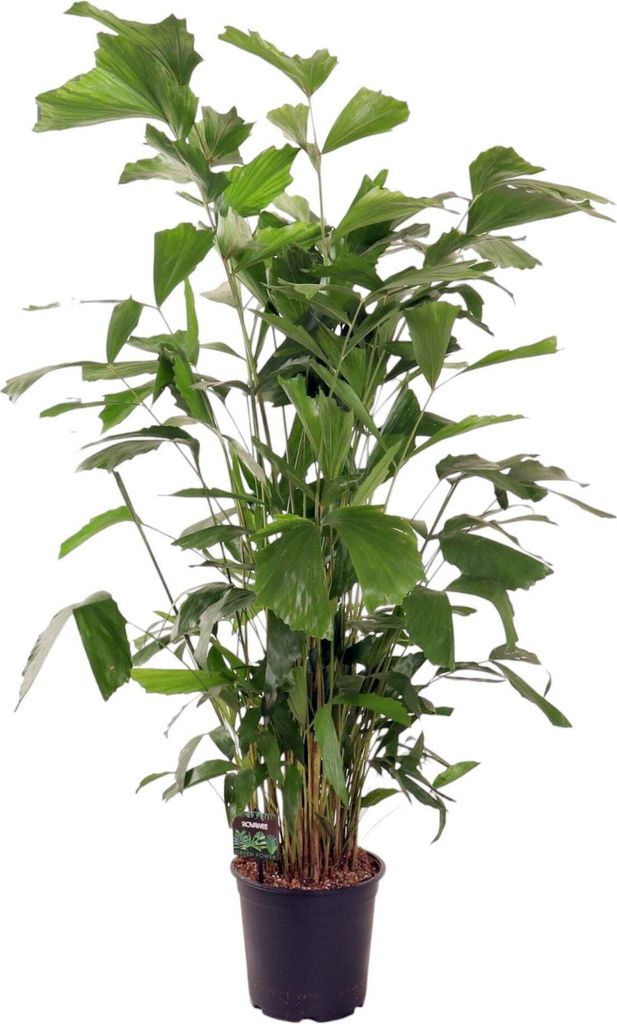 Trendyplants - Caryota Mitis - Palma rybí ocas - pokojová Obrázek produktu 