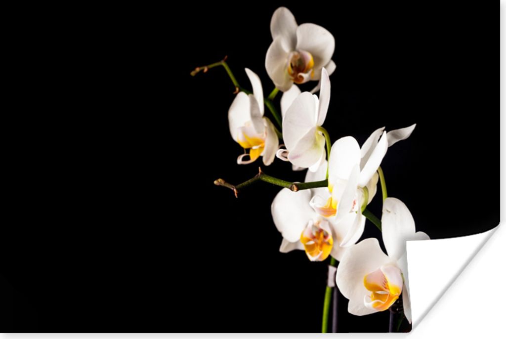 MuchoWow Poster Orchidee - Blumen - Pflanzen - Botanisch 30x20 cm - Plakate - Print