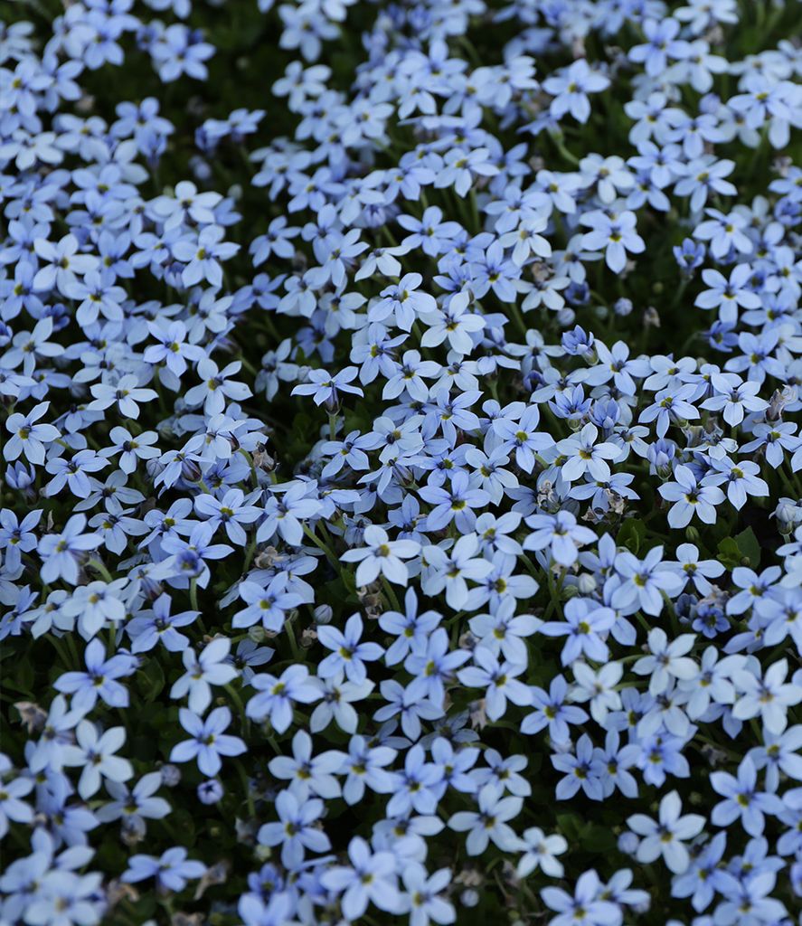 BALDUR Garten Winterharter Bodendecker Isotoma 'Blue Produktbild 2