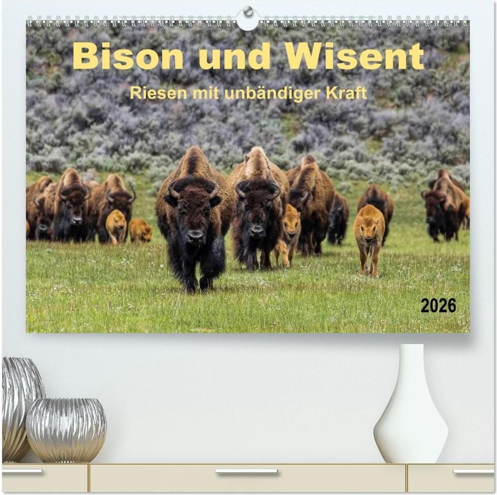 Bison und Wisent - Riesen mit unbändiger Kraft (hochwertiger Premium Wandkalender 2026 DIN A2 quer), Kunstdruck in Hochglanz