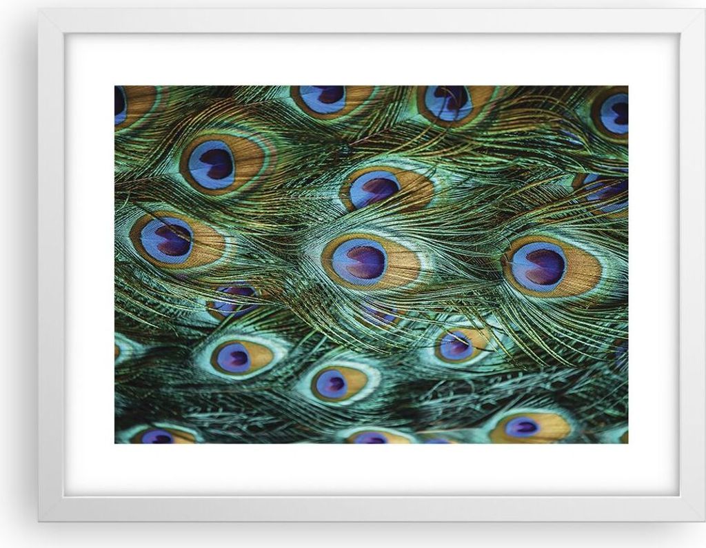 Gerahmtes Poster - Weißer Rahmen - Pfauen Feder Makro - 40x30 cm - Wand Bild - Wanddeko - Wandbilder - Kunstposter - Wandposter - Bilderrahmen - B...