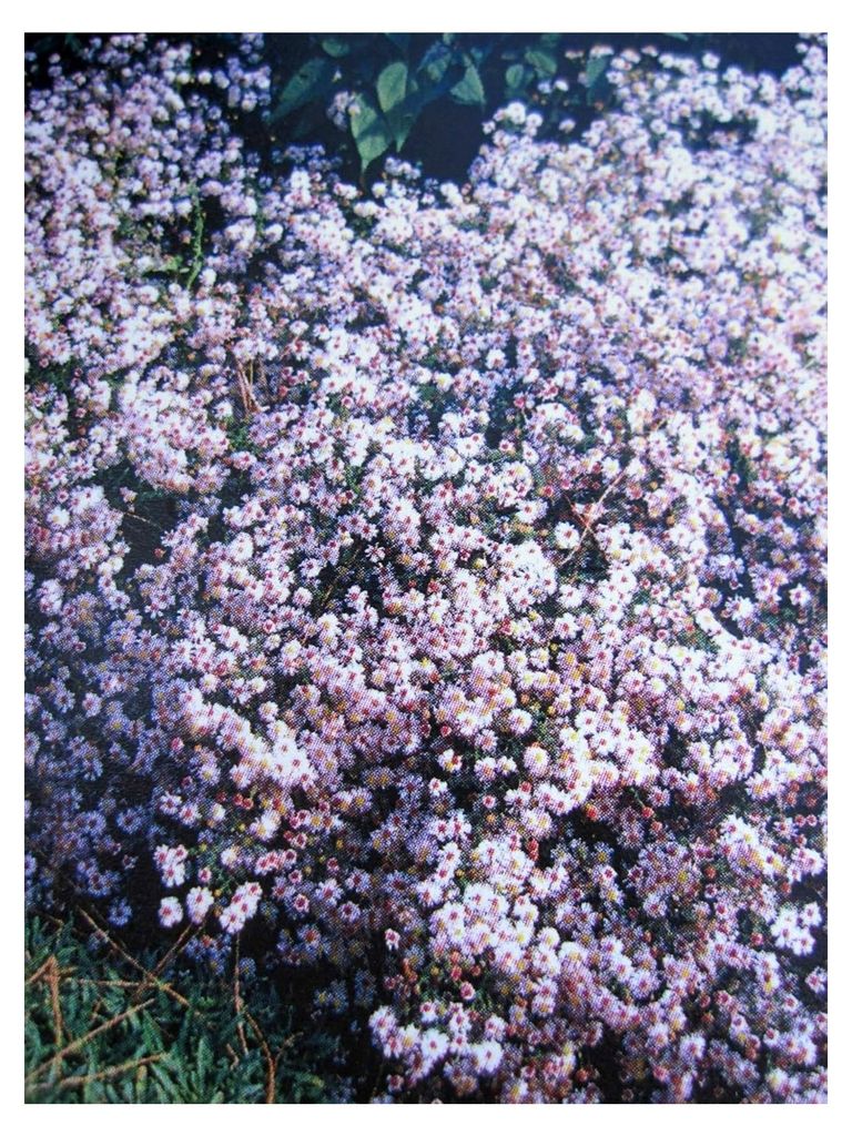 Myrten-Aster Pink Cloud - Septemberkraut - Aster ericoides - Blumenstaude, Verpackungseinheit 1