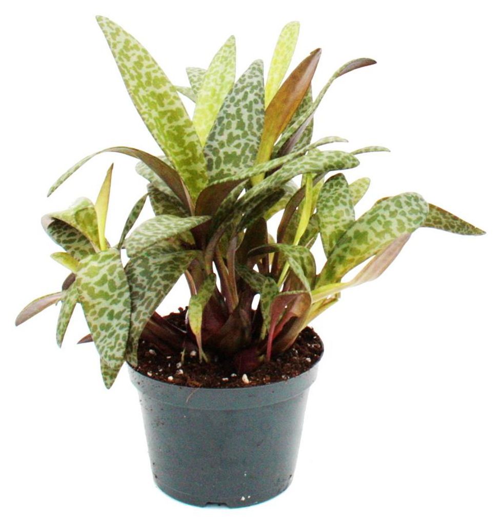 Scilla violacea "Leopard Lily" - Tijgerbloem, 12 cm Productafbeelding 