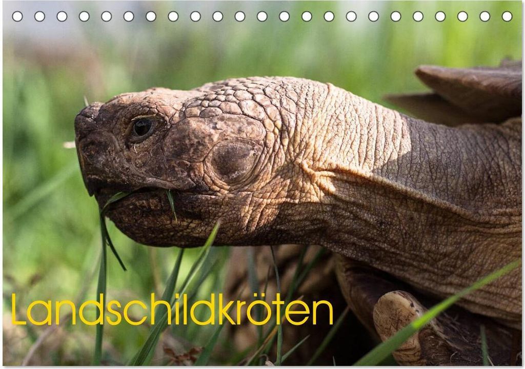 Landschildkröten (Tischkalender 2026 DIN A5 quer), CALVENDO Monatskalender