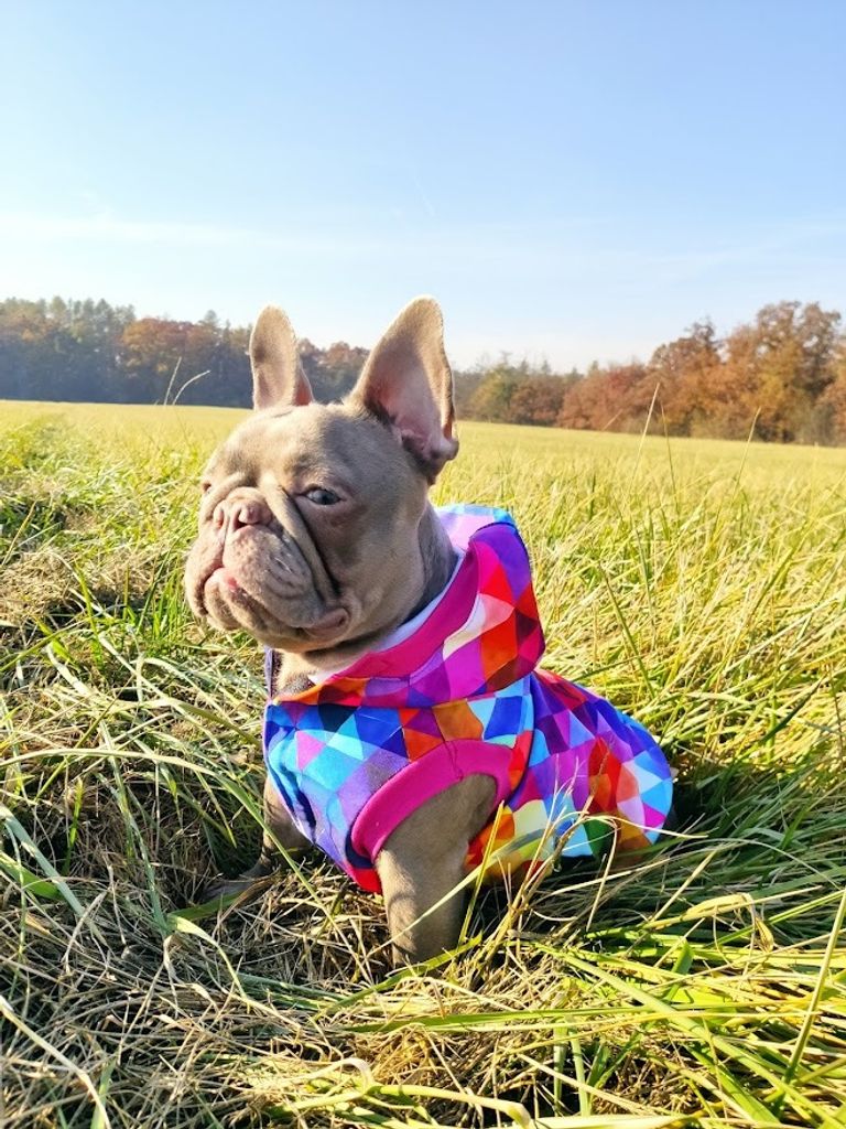 nted Dog Nepromokavá softshellová bunda pro psa - Rain Obrázek produktu 2