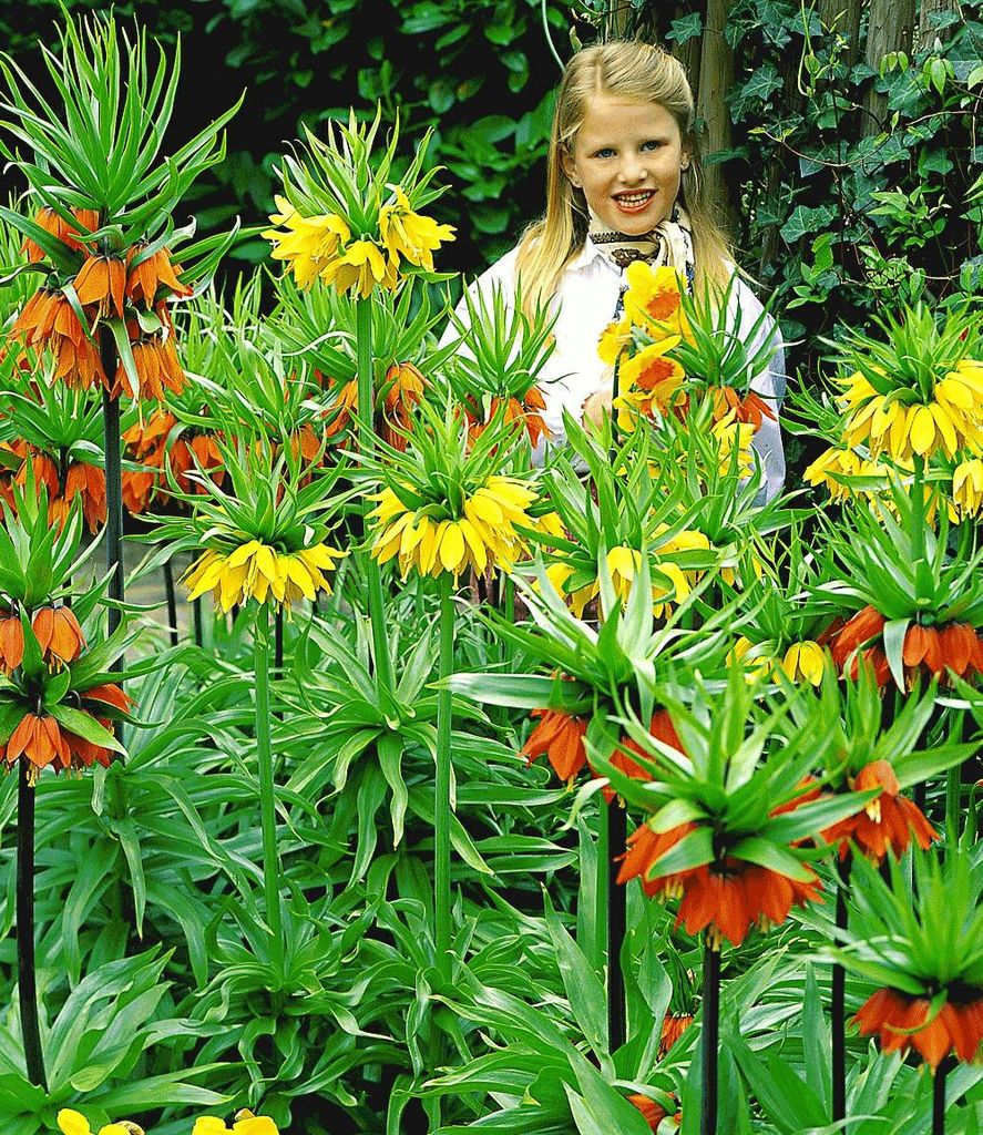 BALDUR Garten Kaiserkronen-Kollektion,6 St., imposante, Produktbild 