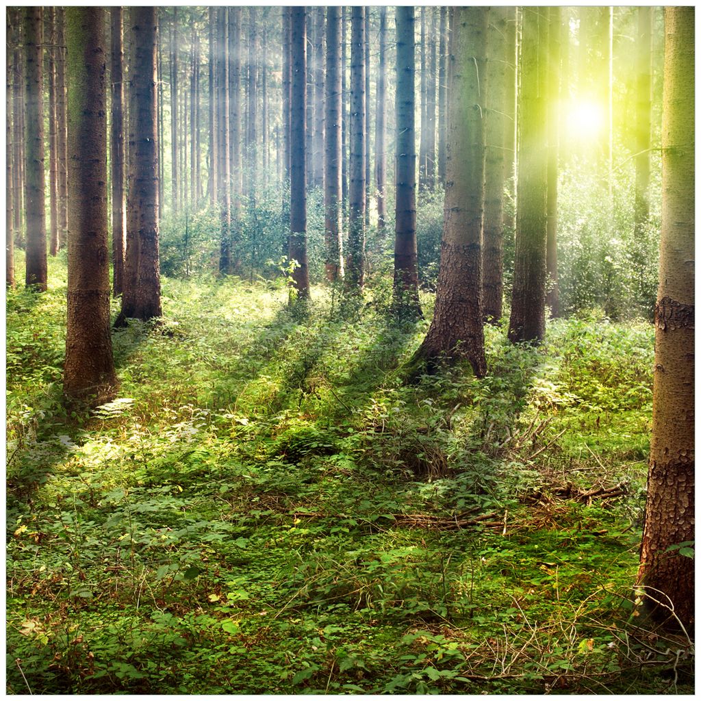 Wallario Möbeldesign / Aufkleber, geeignet für Ikea Lack Tisch - Sonnenuntergang im Wald zwischen den Bäumen in 55 x 55 cm