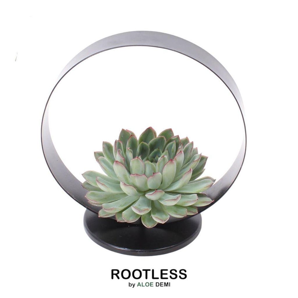 Wurzellose Sukkulente Echeveria Pulidonis auf Deko-Tischständer Ø20 Cm - 20 Cm