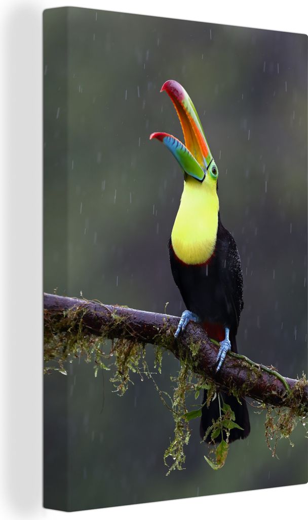 OneMillionCanvasses - Leinwandbilder - 90x140 cm, Tukan im Regen, Wandbilder Kunstdruck Wanddekoration - Wandschmucke - Schlafzimmer